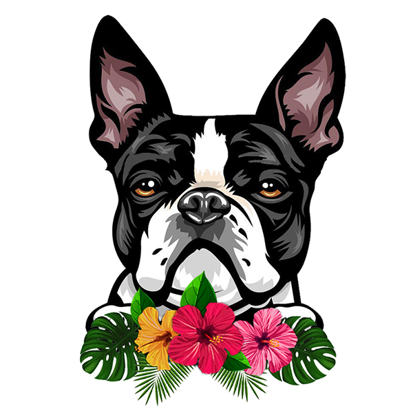 Boston Terrier