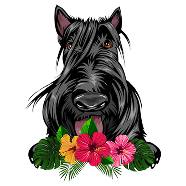 Scottish Terrier